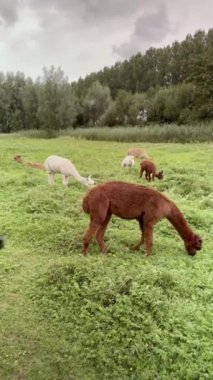 Gerçekten huzurlu bir manzara. Tatlı alpakalar bulutlu bir gökyüzünün altında yemyeşil çimlerde hafifçe otluyorlar.