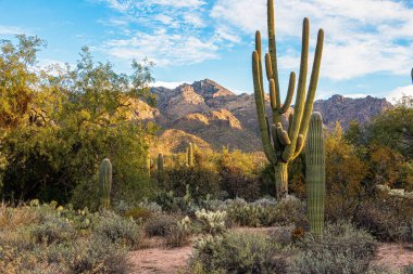 Sabahın erken saatlerinde güzel bir ışık, Arizona, Tucson 'da büyük bir saguaro kaktüsüyle bir dağın gölgesine gölge düşürüyor.