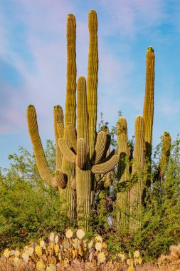 Mavi gökyüzü ve renkli bulutlarla Arizona çölünde birbirine yakın duran güzel bir saguaro kaktüsü grubu. Arizona, ABD 'deki Sonoran Çölü' nde yüksek kaliteli çöl manzarası fotoğrafı.