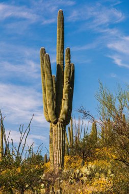 ABD 'nin Arizona çölünde dev bir saguaro kaktüsü. Sonoran Çölü 'nün yamacında mavi gökyüzü ve bulutlarla kaplı bir saguaro kaktüsünün yüksek kaliteli manzara fotoğrafı, Tucson