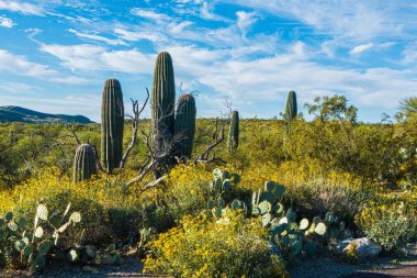 Baharda Saguaro Ulusal Parkı manzarası, Tucson, Arizona ABD. Yüksek kaliteli saguaro kaktüsü, sarı brittlebush çiçekleri ve bulutlu mavi gökyüzü manzarası..