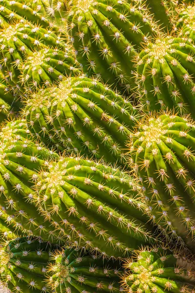 Arizona, ABD 'deki bir grup kaktüsün yakın çekimi. Yakın mesafeden çekilmiş yüksek kaliteli kaktüs fotoğrafı dikenleri, Sonoran Çölü gibi detayları ortaya çıkarıyor..