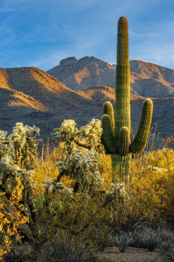 Arizona 'nın güzel Sonoran Çölü güneş doğarken saguaro kaktüsü, dağlar, bulutlu mavi gökyüzü ve cholla kaktüsüyle. Kaktüs ve dağ manzaralı manzaralı çöl manzarası..