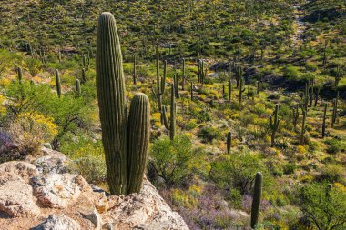 Saguaro kaktüsü Saguaro Ulusal Parkı, Tucson, Arizona 'da bir kaya çıkıntısında. Saguaro kaktüsünün manzarası, baharda çöle bakan bir kaya çıkıntısı. Sarı çiçekler ve sayısız saguaro..