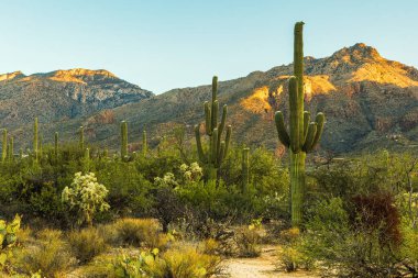 Tucson, Arizona 'da sabahın erken saatlerinde saguaro kaktüsü, mavi gökyüzü ve dağlarla kaplı güzel bir Sonoran Çölü manzarası. Saguaros ve diğer kaktüsler sabahın erken saatlerinde Amerika 'daki bir parkta.