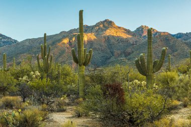 Sabahın erken saatlerinde saguaro kaktüsü, mavi gökyüzü ve ABD 'nin Arizona çölündeki dağlarla güzel bir manzara. Sonoran Çölü 'ndeki saguaro kaktüsünün ve diğer çöl bitkilerinin manzara fotoğrafı..