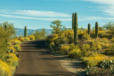 Saguaro Ulusal Parkı, Tucson, Arizona, ABD 'de renkli manzaralı bir yol. Saguaro kaktüsleri, çiçekler, dağlar ve bulutlu mavi gökyüzü ile Sonoran Çölü 'nün manzara fotoğrafı..