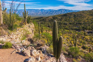Baharda Arizona 'nın güzel Sonoran Çölü. Kayalık bir uçurum üzerindeki saguaro kaktüsüyle manzara, sarı çiçekler, dağlar, ve bulutlu mavi gökyüzü Saguaro Ulusal Parkı, Tucson.