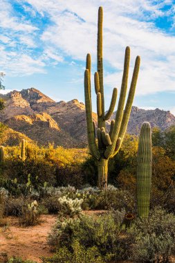 Sonoran Çölü 'nde gün doğumu, dağda gölgeler bırakır ve saguaro kaktüsü, Tucson, Arizona, ABD. Dağlardan, mavi gökyüzünden ve bulutlardan oluşan bir arka planda saguaro kaktüsünün manzarası..