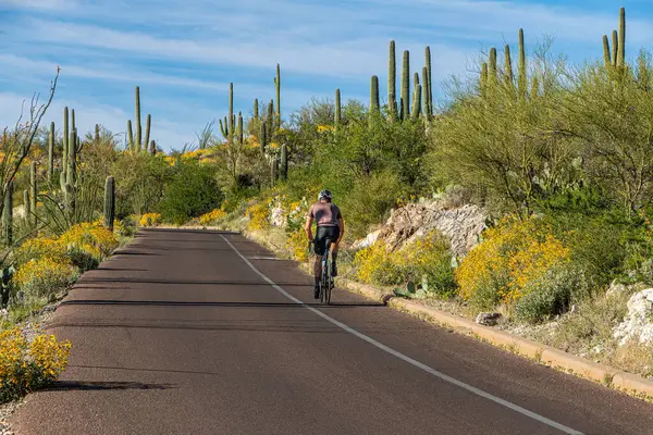 İlkbaharda Saguaro Ulusal Parkı, Tucson, Arizona 'da bisiklet süren bir bisikletçi var. Bisikletli yüksek kaliteli fotoğraf, saguaro kaktüsü, sarı çiçekler ve bulutlu mavi gökyüzü..