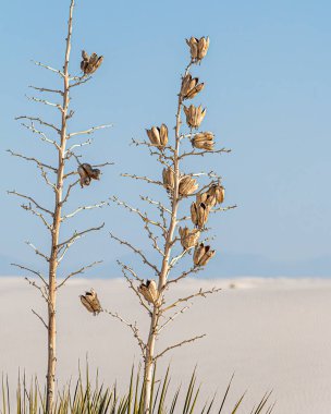 white sand dunes, soap tree yucca seed pods close up. white sands national Park clipart