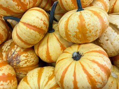 Farklı boyutlarda, arka planda ve yakın planda turuncu çizgileri olan bir grup sarı balkabağı fotoğrafı.