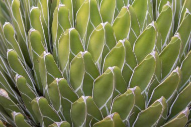 Kraliçe Victoria agave bitkisinin yakın plan fotoğrafı, yeşil, beyaz çizgiler bir model oluşturur, ve yüzey.