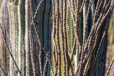 Arka planda keskin dikenler ve saguaro kaktüsleri olan kuru ocotillo kökleri yakın plan. Sonoran Çölü, Arizona ABD. Arkaplan ve yüzey kaynağı.