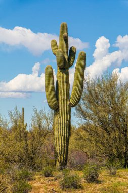  Arizona Çölü 'nde bitki örtüsü, mavi gökyüzü ve beyaz bulutları olan tek bir saguaro kaktüsü. Renkli dikey bir manzara fotoğrafı..