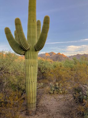 Arizona çölünde gün doğumu dağlarda renkli bir ışık yaratır ve ön planda büyük bir saguaro kaktüsü bulunur. Bu güzel bir dikey manzara fotoğrafı..