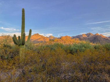 Arizona çölünde gün doğumu dağlara renkli bir ışık saçar ve ön planda güzel kolları olan saguaro kaktüsü bulunur. Bu renkli, yatay bir manzara fotoğrafı..