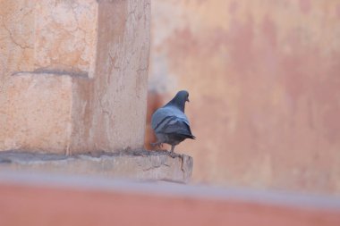 Bir binanın üzerinde oturan güvercine yaklaş.