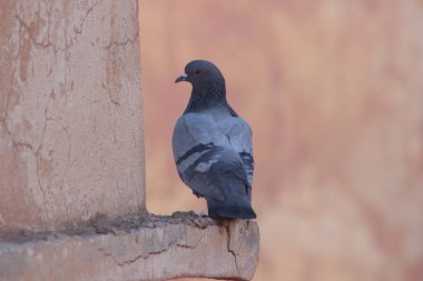 Bir binanın üzerinde oturan güvercine yaklaş.