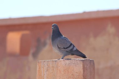 Geleneksel Fas Ekmeği Yakın plan