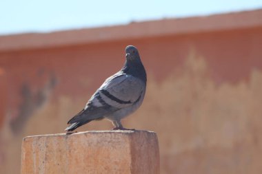 Geleneksel Fas Ekmeği Yakın plan