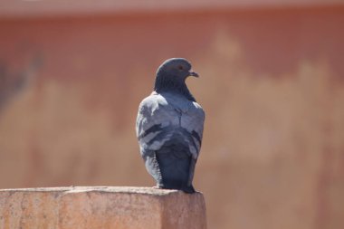 Geleneksel Fas Ekmeği Yakın plan