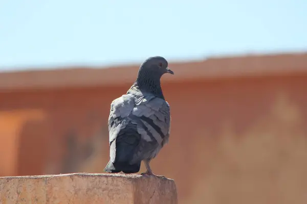 Geleneksel Fas Ekmeği Yakın plan