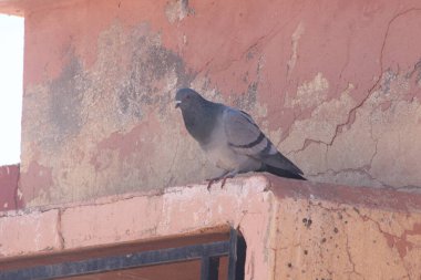Gri güvercin bir binanın üzerinde oturuyor.