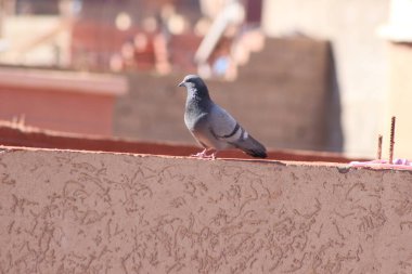 Gri güvercin bir binanın üzerinde oturuyor.