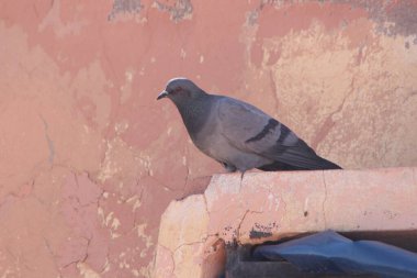 Gri güvercin bir binanın üzerinde oturuyor.