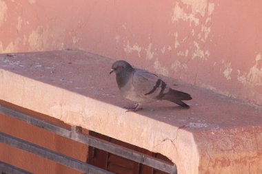 Gri güvercin bir binanın üzerinde oturuyor.