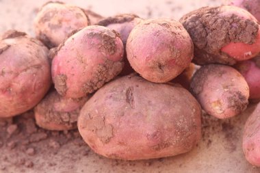 Kirli Yıkanmamış Patatesler Kapatın