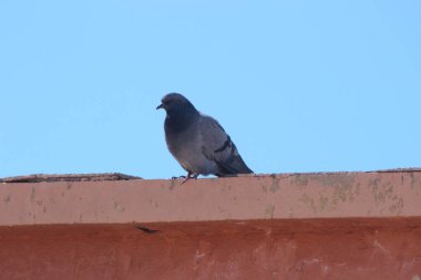 Bir binanın tepesinde oturan gri güvercin.