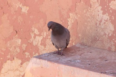 Gri güvercin bir binanın üzerinde oturuyor.