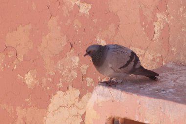 Gri güvercin bir binanın üzerinde oturuyor.