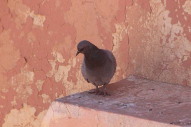 Gri güvercin bir binanın üzerinde oturuyor.
