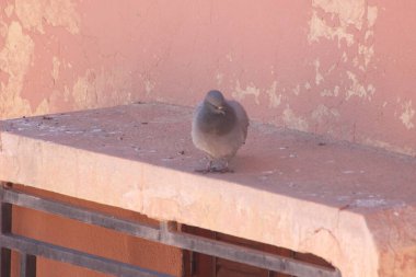 Gri güvercin bir binanın üzerinde