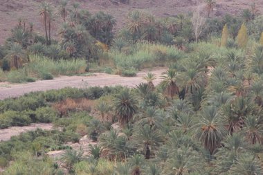 Fas 'ta Ouarzazate yakınlarında Fint Oasis