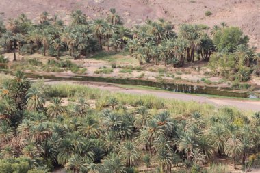 Fas 'ta Ouarzazate yakınlarında Fint Oasis Oasis adında bir vaha bulduk.