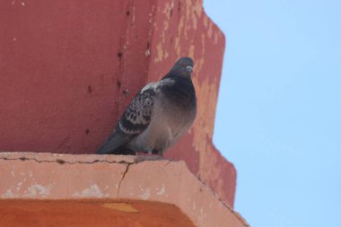 Gri güvercin bir binanın üzerinde
