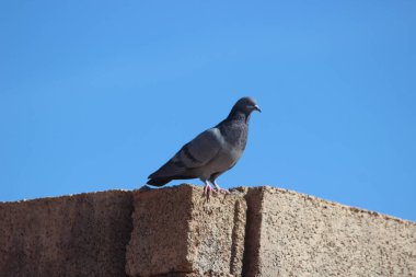 gri güvercin yakın çekim