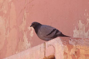 gri güvercin yakın çekim