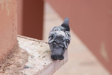 Gri güvercin bir evin üzerinde duruyor.