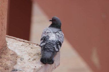 Gri güvercin bir evin üzerinde duruyor.