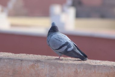 Gri güvercin bir evin üzerinde duruyor.