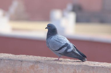 Gri güvercin bir evin üzerinde duruyor.