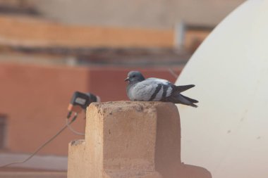 Gri güvercin bir evin üzerinde duruyor.