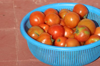 Mavi Plastik Sepette Taze Domatesler