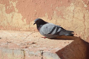 Gri Güvercin Yakından Bir Evde Oturuyor