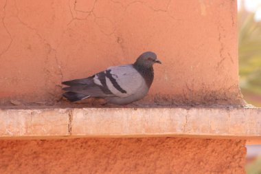 Kaya Güvercini ya da Kaya Güvercini Yaklaş